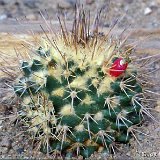 Mammillaria karwinskiana ssp. beiselii f. La Arteaga, Mexico JLcoll.2545.jpg